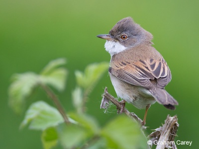 Common Whitethroat (Sylvia communis) Graham Carey