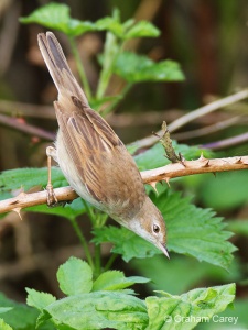 Common Whitethroat (Sylvia communis) Graham Carey