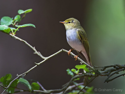 Wood Warbler (Phylloscopus sibilatrix) Graham Carey