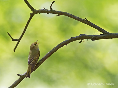 Wood Warbler (Phylloscopus sibilatrix) Graham Carey