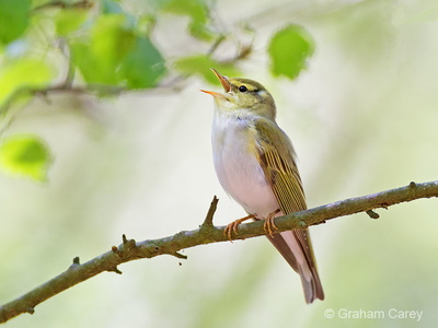 Wood Warbler (Phylloscopus sibilatrix) Graham Carey