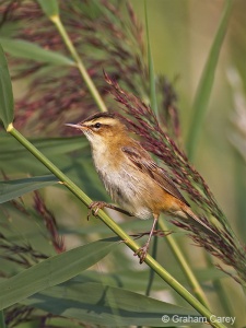 Sedge Warbler (Acrocephalus schoenobaenus) Graham Carey