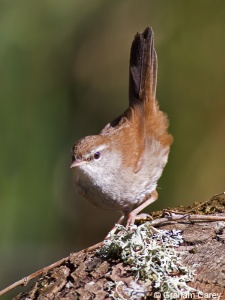 Cetti's Warbler (Cettia cetti) Graham Carey