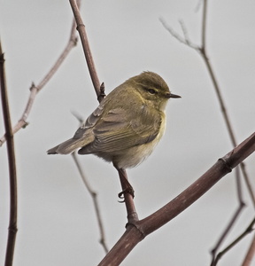 Willow Warbler (Phylloscopus trichilus) Mark Elvin