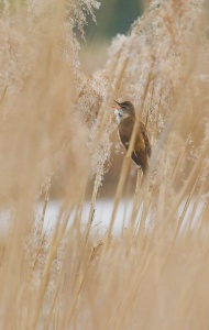 Reed Warbler (Acrocephalus scirpaceus)  Mark Elvin