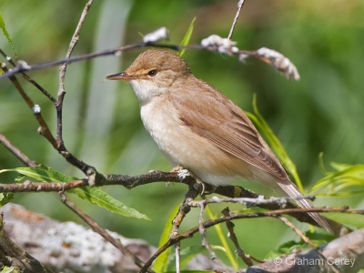 Reed Warbler (Acrocephalus scirpaceus) Graham Carey