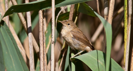 Reed Warbler (Acrocephalus scirpaceus) Mark Elvin
