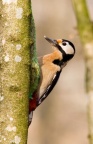 Great spotted Woodpecker (Dendrocopos major) Mark Elvin