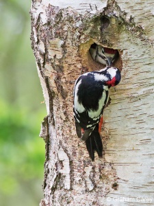 Great Spotted Woodpecker (Dendrocopos major) Graham Carey