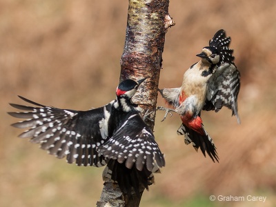 Great-spotted Woodpecker (Dendrocopos major) Graham Carey