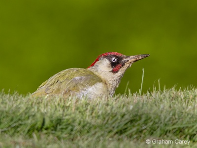 Green Woodpecker (Picus viridus) Graham Carey