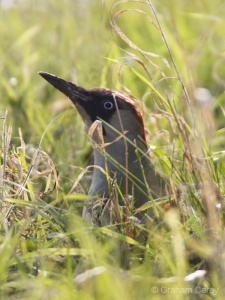 Green Woodpecker (Picus viridus) Graham Carey