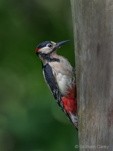 Great-spotted Woodpecker (Dendrocopos major) Graham Carey