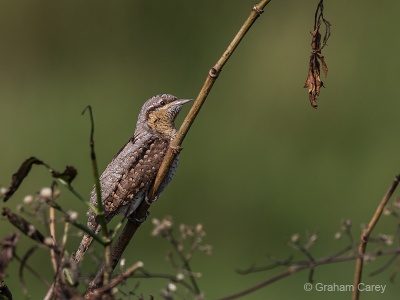 Wryneck (Jynx torquilla) Graham Carey