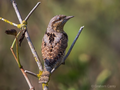 Wryneck (Jynx torquilla) Graham Carey