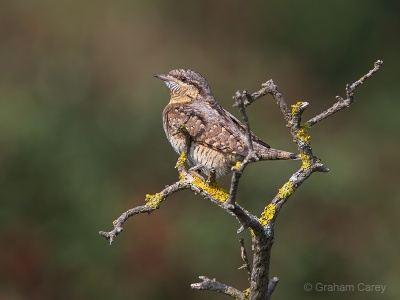 Wryneck (Jynx torquilla) Graham Carey