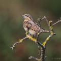 Wryneck (Jynx torquilla) Graham Carey