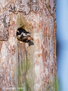 Great Spotted Woodpecker (Dendrocopos major) Graham Carey