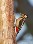 Great Spotted Woodpecker (Dendrocopos major) Graham Carey