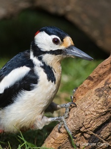 Great Spotted Woodpecker (Dendrocopos major) Graham Carey