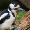 Great Spotted Woodpecker (Dendrocopos major) Graham Carey