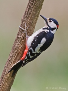 Great-spotted Woodpecker (Dendrocopos major) Graham Carey