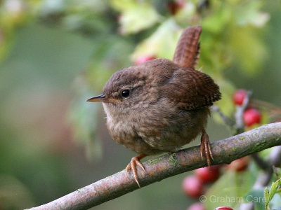 Wren, Dippers and Waxwing