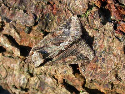 green-brindled crescent (Allophyes oxyacanthae) Kenneth Noble