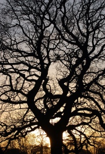 Tree-silhouette