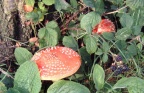 Amanita muscaria (Fly Agaric) Alan Prowse