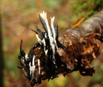 Xylaria hypoxylon (Stag's Horn or Candle-snuff Fungus) Alan Prowse