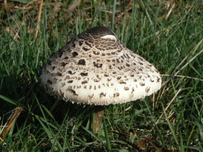 Lepiota procera (Parasol mushroom) Alan Prowse