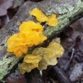 Tremella mesenterica (Yellow Brain Fungus) Alan Prowse