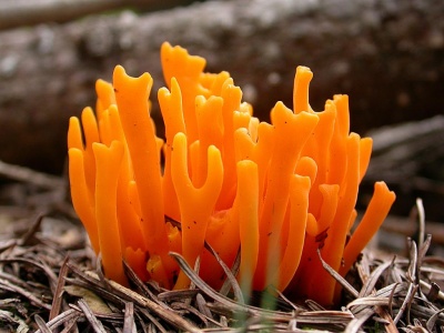 Yellow Stagshorn [Calocera viscosa]  Steve Covey