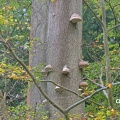 Fomes fometarius (Hoof or Tinder fungus) Alan Prowse