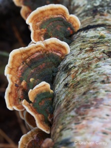 Turkeytail (Trametes versicolor) Graham Carey