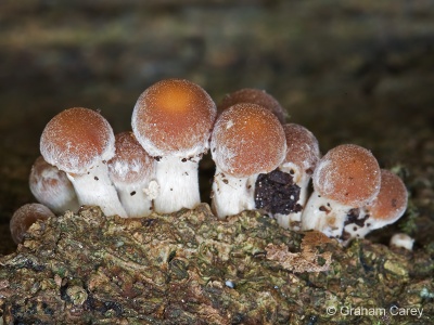 Common Stump Brittlestem (Psathyrella piluliformis) Graham Carey