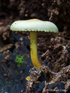 Sulphur Tuft (Hypholoma fasciculare) Graham Carey