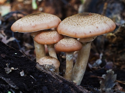 Honey Fungus (Armillaria bulbosa) Graham Carey