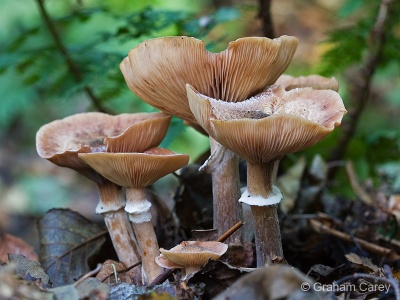 Honey Fungus (Armillaria bulbosa) Graham Carey