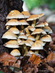 Sulphur Tuft (Hyphoploma fasciculare) Graham Carey