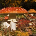 Fly Agaric (Amanita muscaria) Graham Carey