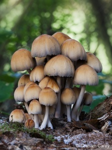 Glistening Inkcap (Coprinellus micaceus) Graham Carey