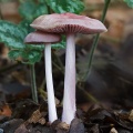 Beech Jellydisc  (Neobulgaria pura) Graham Carey