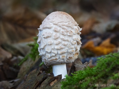 Shaggy Parasol (Chlorophyllum rhacodes) Graham Carey