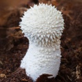 Common Puffball  (Lycoperdon perlatum) Graham Carey