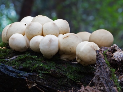 Stump Puffball (Lycoperdon pyriforme) Graham Carey