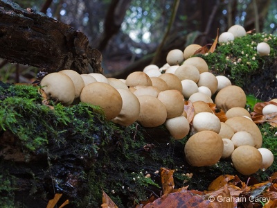 Stump Puffball (Lycoperdon pyriforme) Graham Carey