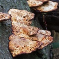 Blushing Bracket (Daedaleopsis confragosa) Graham Carey