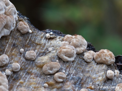 Trametes sp. Graham Carey